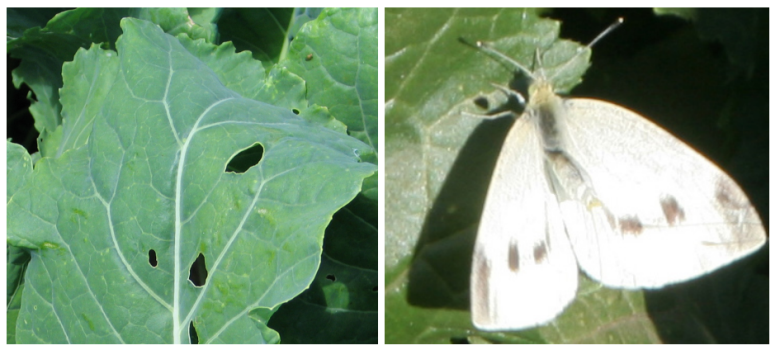 white butterfly 