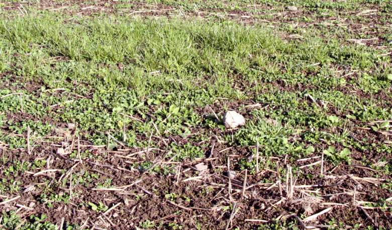 Adult ASW damage