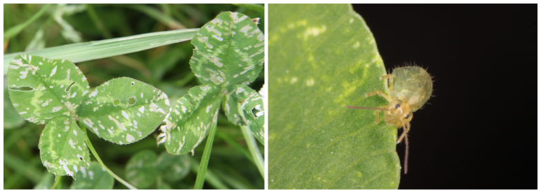 Clover flea