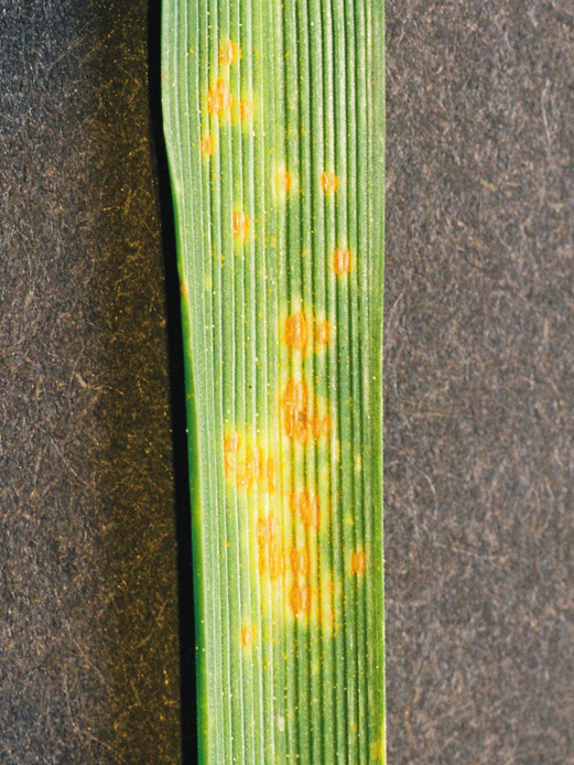 Crown rust