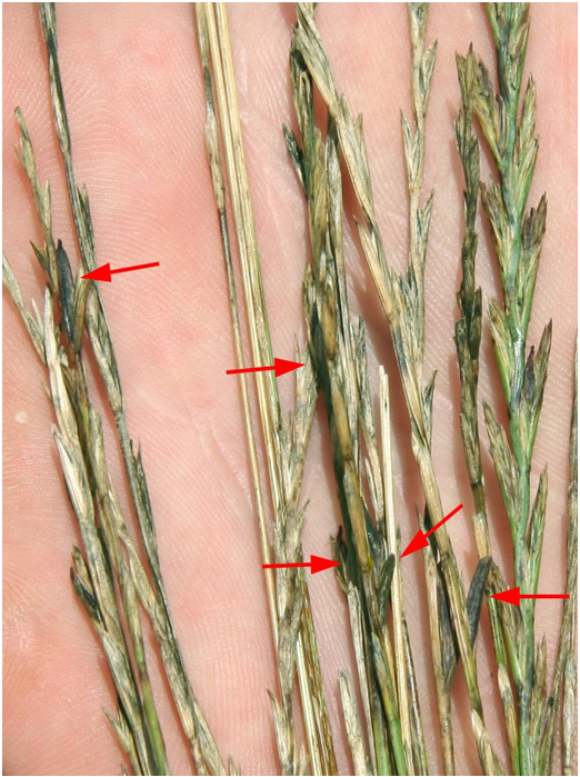 Ergot