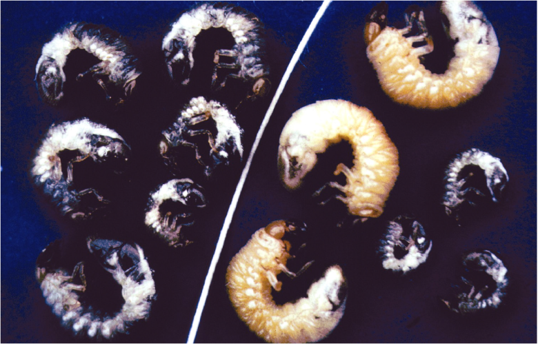 GG larvae