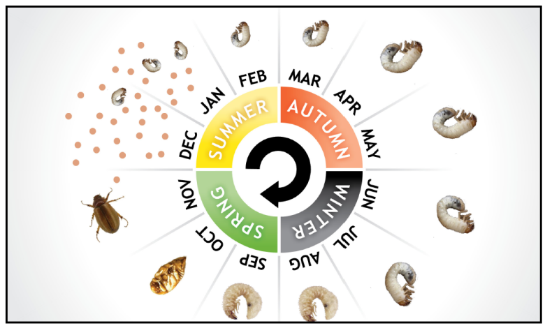 Grass grub life cycle