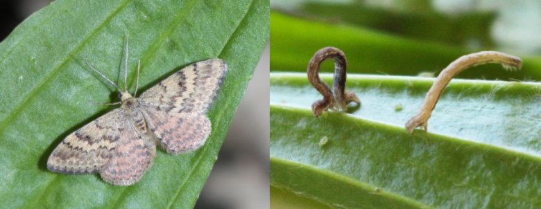 P Moth 