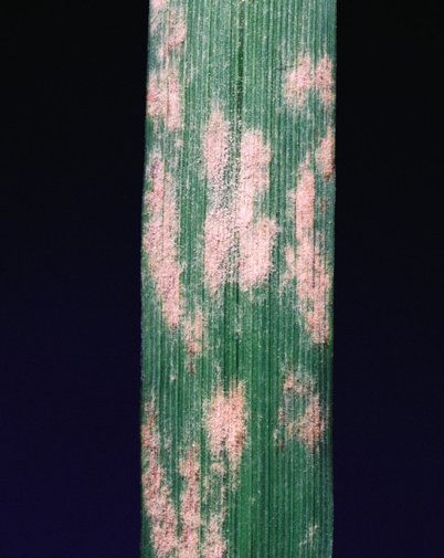 Powdery mildew 