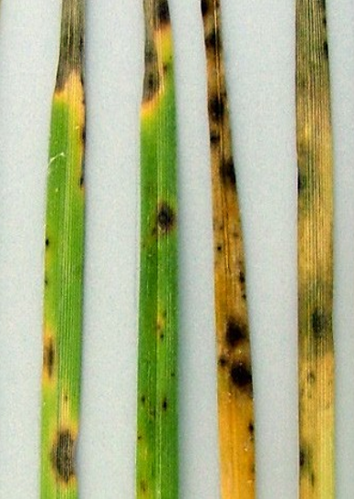 Ramularia leaf spot