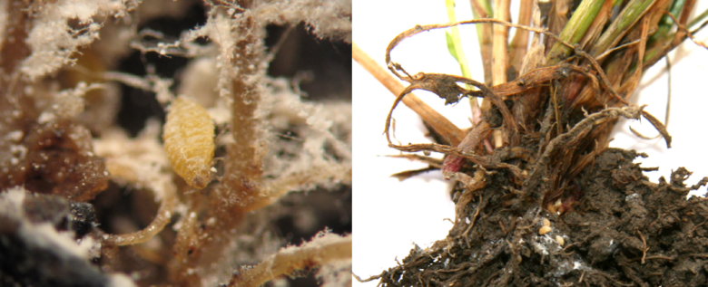 Root aphid 