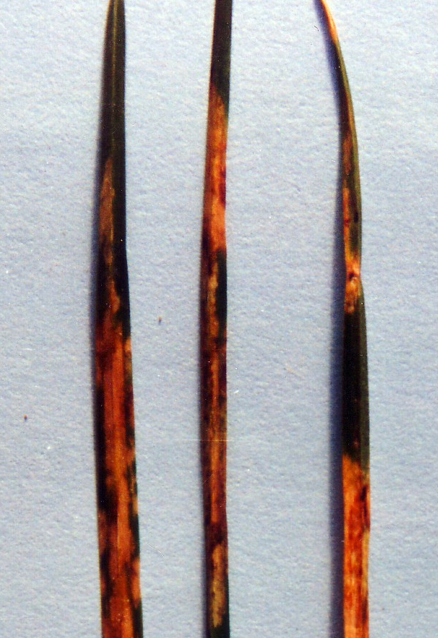 Scald