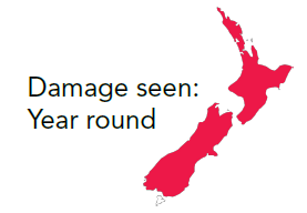 Slug NZ
