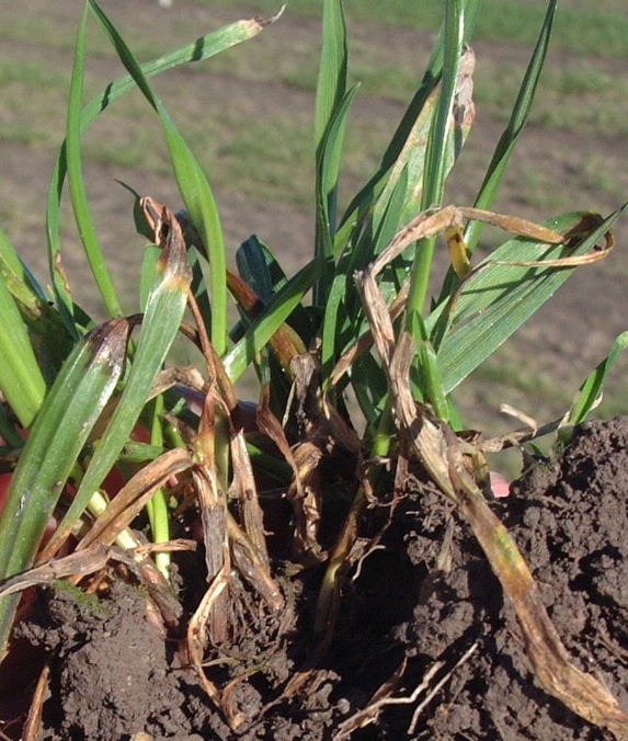 Snow mould