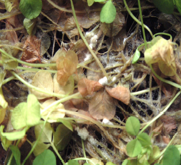 Sclerotinia rot on clover.