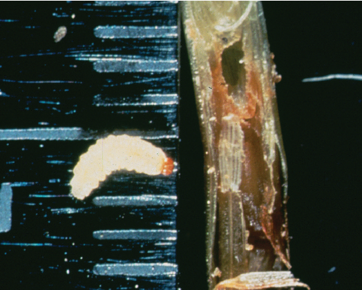 larvae