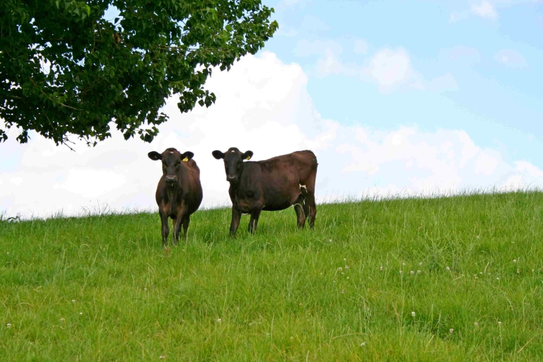Sean Array heifer calves 1 SM