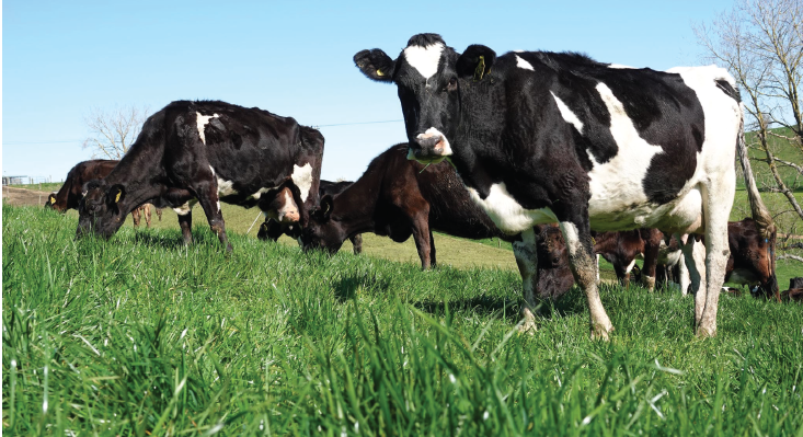 Endophyte cows 