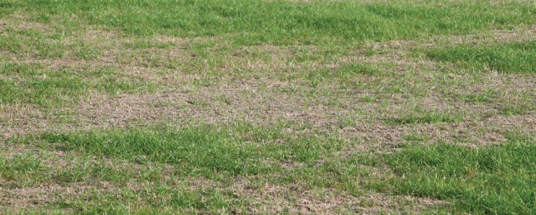 grass grub damage