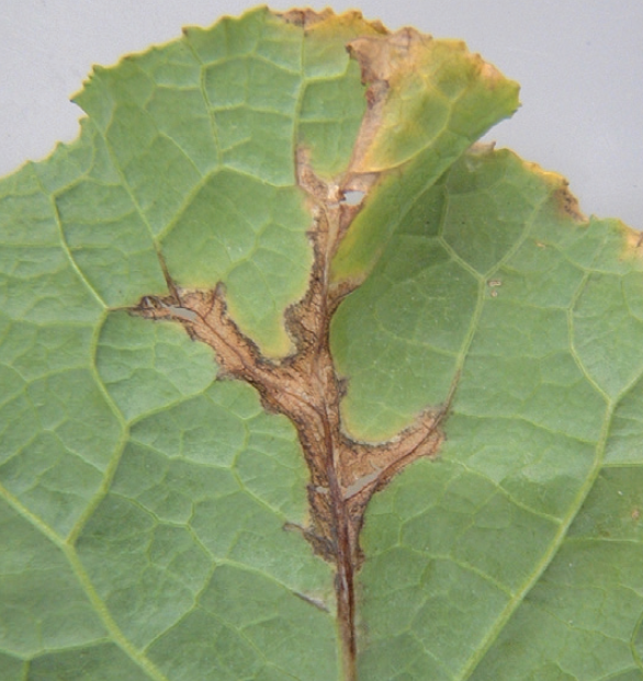 Black rot. Photo: Plant Diagnostics Ltd