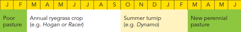 summer turnip
