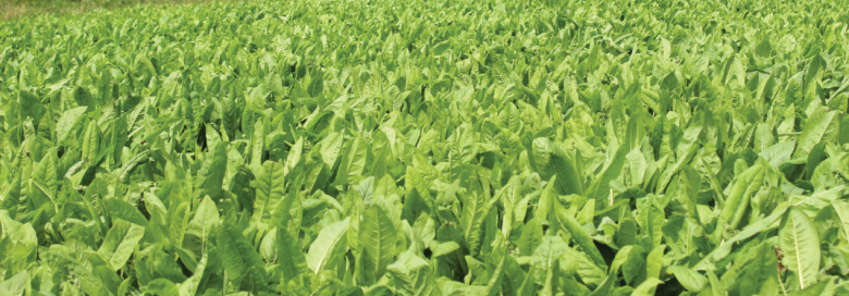 501 chicory