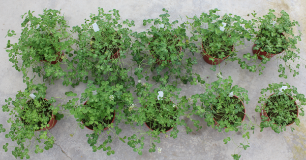 Clover Barenbrug NZ