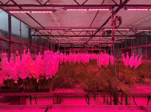 Glasshouse Barenbrug NZ