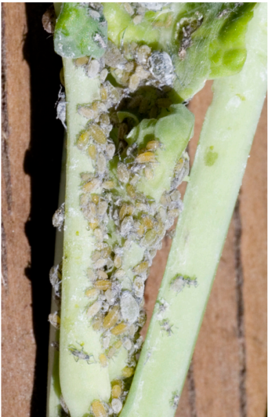 Aphids