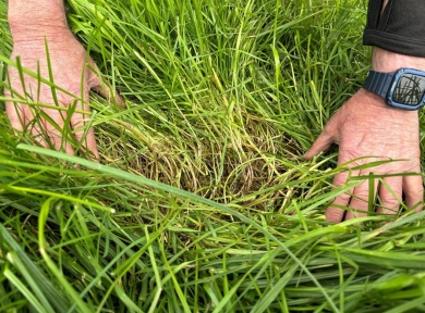 Array not grazed well SM.jpg