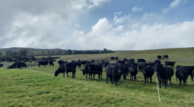 Bale-grazed beef.png