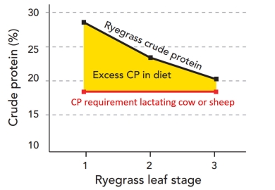 CP vs leaf stage modified.jpg