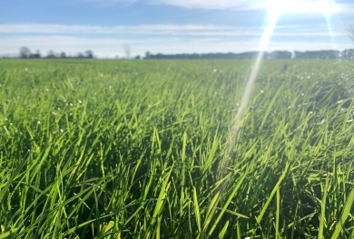 Cool sun pasture (2).jpg