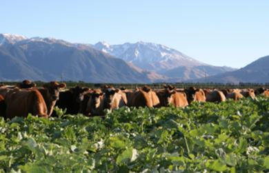 Cows wintering on kale in canty.png