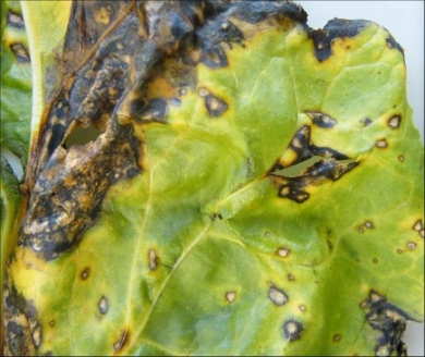 Fodder beet diseases - Bacterial leaf blight