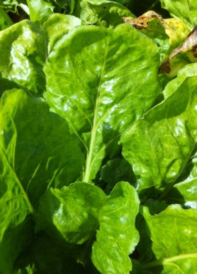 Fodder beet diseases - BtMV infection of fodder beet leaves