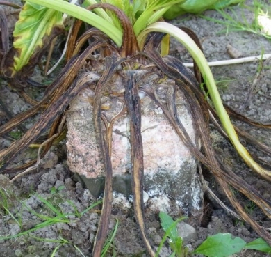 Fodder beet diseases - bulb rot