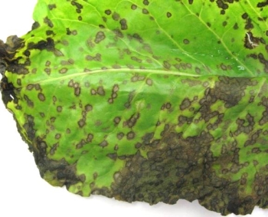 Fodder beet diseases - cercospora leaf spot