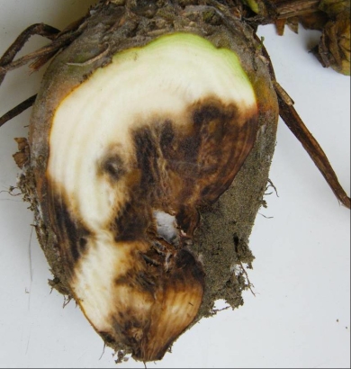 Fodder beet diseases - internal bulb rotting