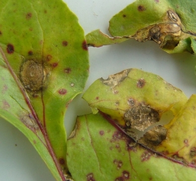 Fodder beet diseases - phoma leaf spot