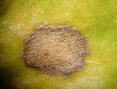 Fodder beet diseases - ramularia leaf spot