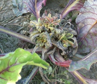 Fodder beet diseases - red beet rosette
