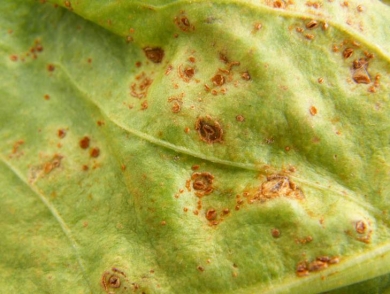 Fodder beet diseases - rust pustules