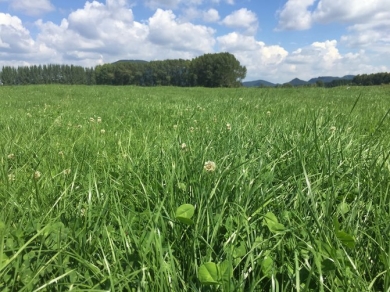 Governor AR37 - good quality spring pasture.jpg