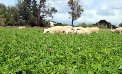 Legumes.jpg