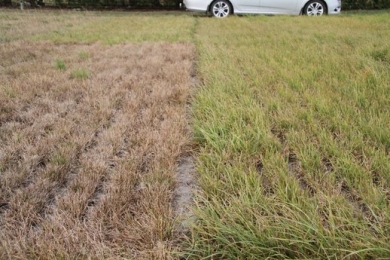 Ryegrass-vs.-Cocksfoot-(Safin)-Feb-summer-2-WEB.jpg