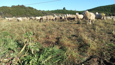 Sheep grazing.png