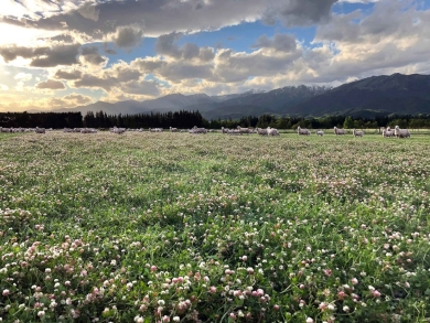 Sheep-on-good-legume-based-pasture-(matt-smith)-WEB.jpg