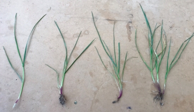Tillering. LHS 1x tiller with 3 leaves. RHS daughter tillers from base getting big.jpg