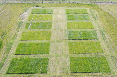 Trial Paddock.gif
