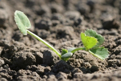 White clover germinates.jpg