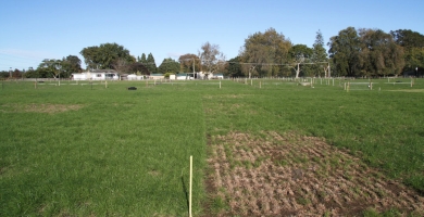 Wrong endo for area can also mean a cafe for insects! BB damage here in a trial plot.jpg