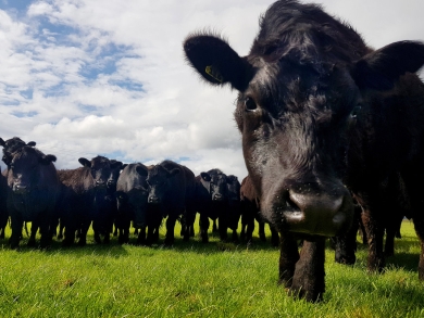 angus steer tyson 2_modified.jpg
