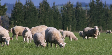 ewe.jpg